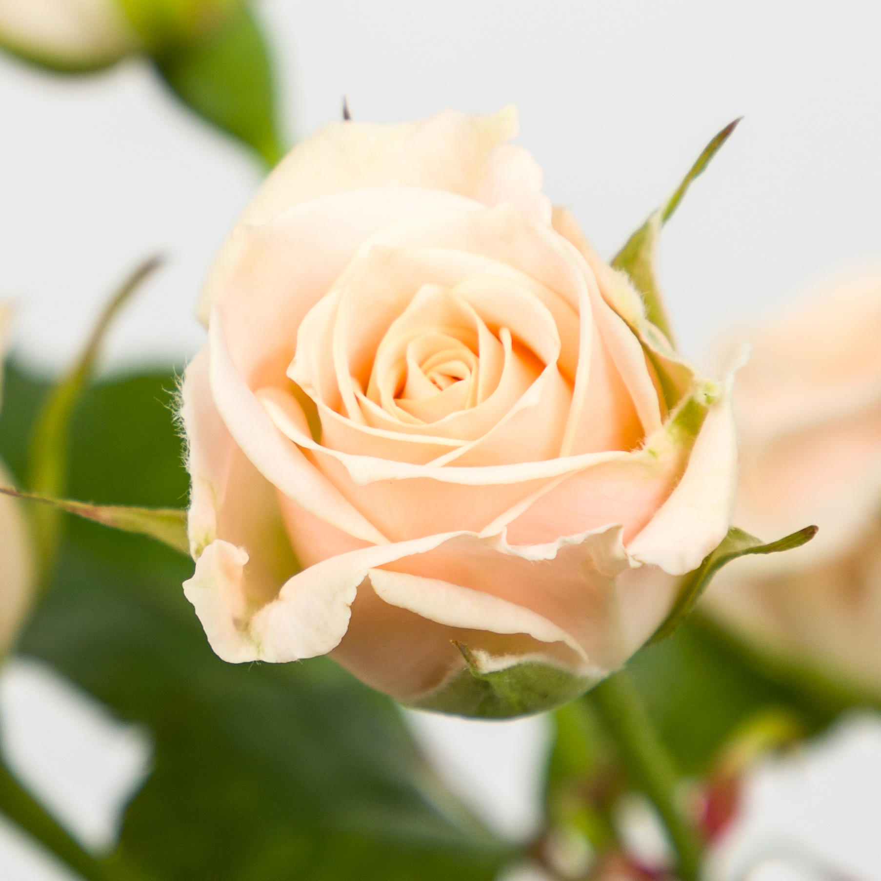 10x Rosa tanja 50cm