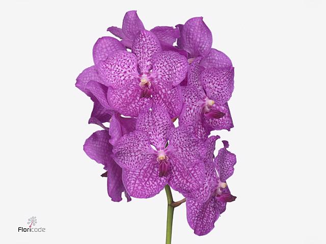 8x Vanda nit.rosy 80cm
