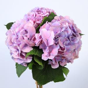 10x Hydr.marsepein blauw 60cm