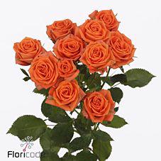 10x Rosa picanto 50cm