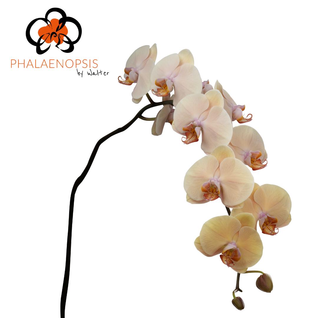 10x Phal.royal peach 80cm