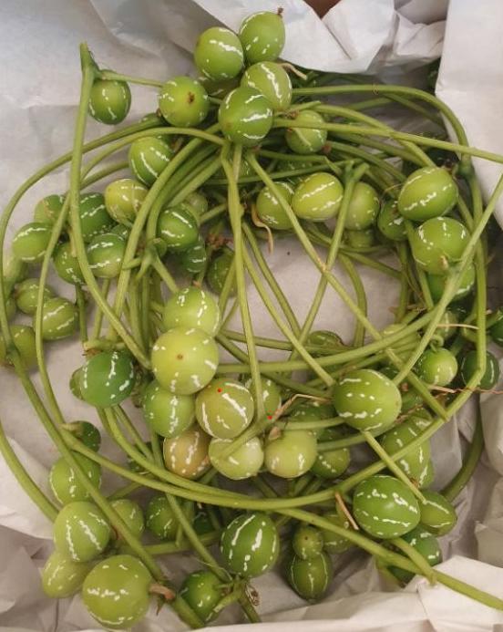 1x Sf diplocyclos groen 60cm