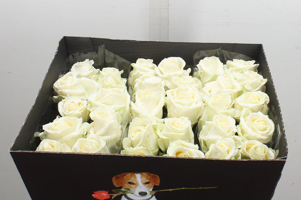 10x Wax roos wit 70cm