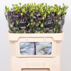 10x Eust.bohemian black violet en 70cm