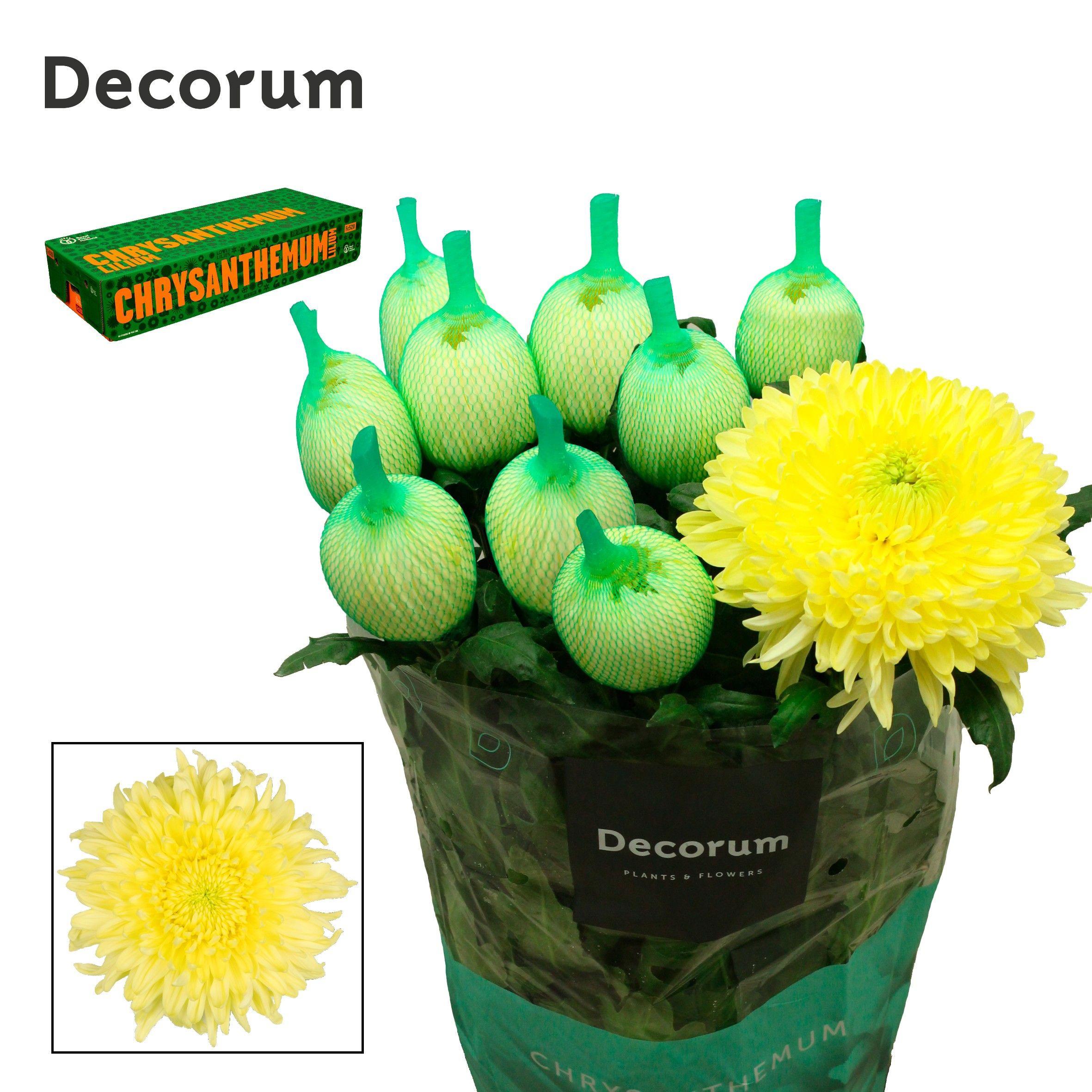 10x Chrysant magnum yellow 70cm