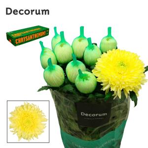 10x Chrysant magnum yellow 70cm