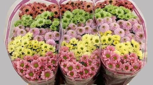 25x Chrysant san.mix/pak blush 5 kleuren 50cm