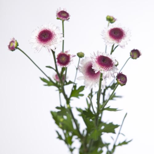 25x Chrysant san.sweetheart 50cm