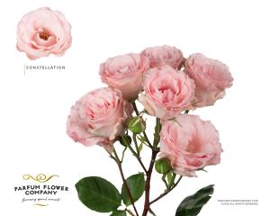 12x Rosa constellation 50cm