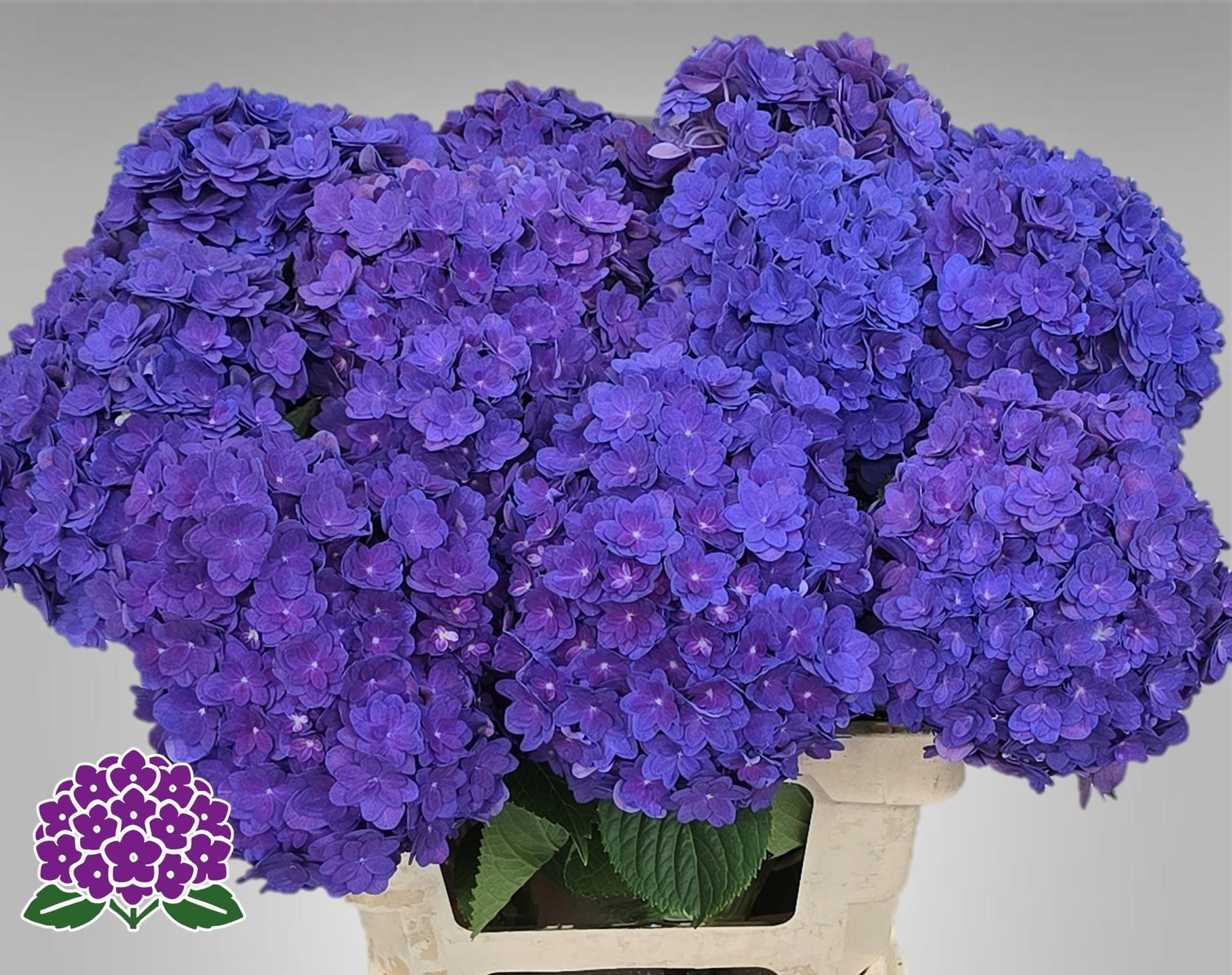 10x Hydr.royal empire 60cm