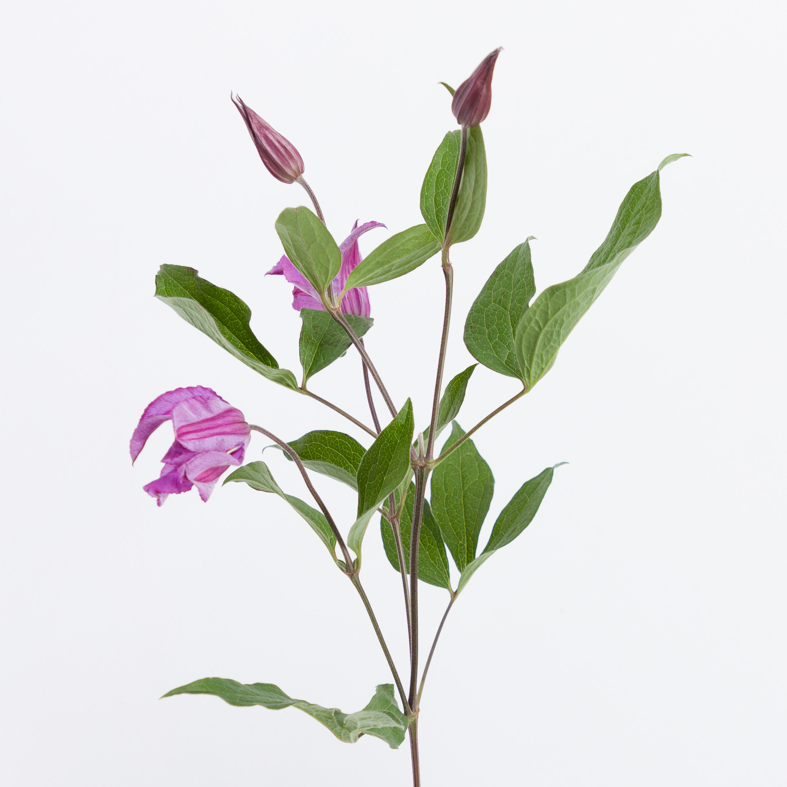 10x Clematis amazing rome 60cm