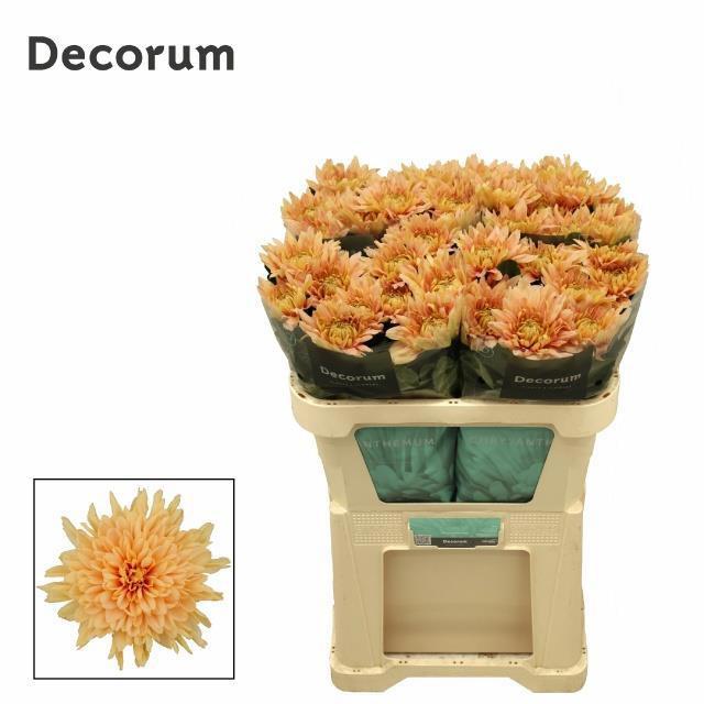 10x Chrysant kalimba salmon 70cm