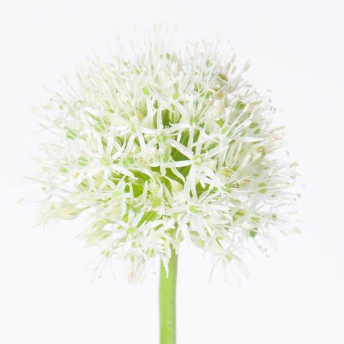 10x Allium mount everest 80cm
