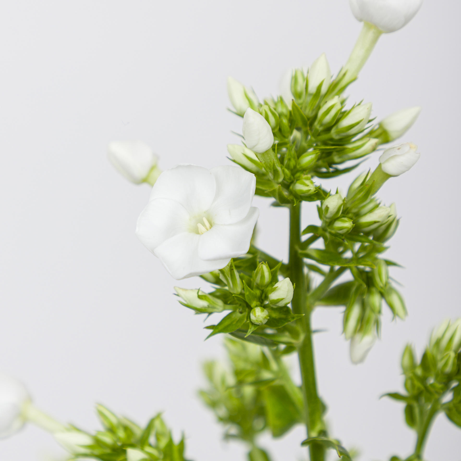 1x Phlox - wit 40cm