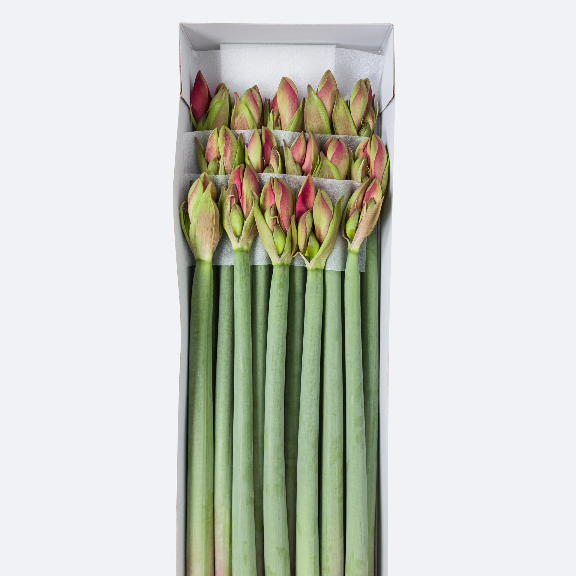 12x Hipp.pleasure 70cm