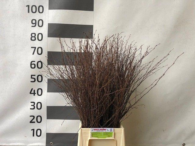 50x Tk betula 70cm
