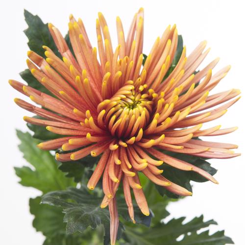 10x Chrysant saffina dark 70cm