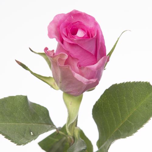 10x Rosa royal jewel 50cm