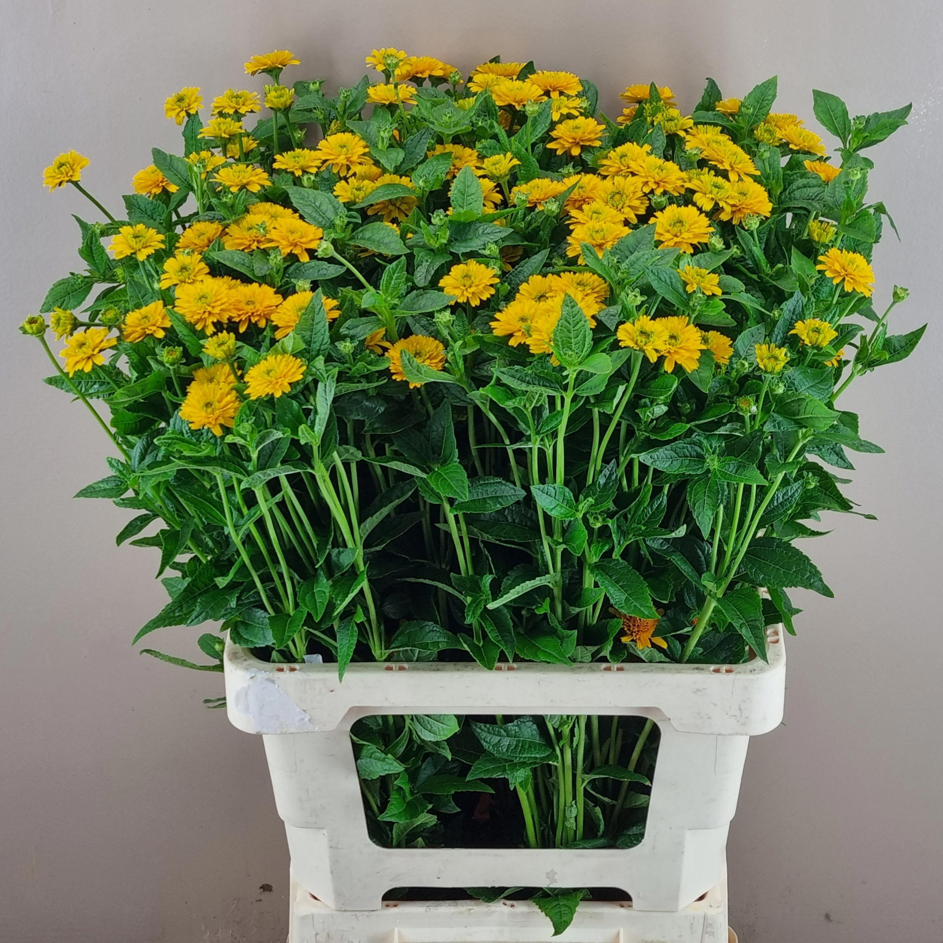 10x Heliopsis asahi 60cm