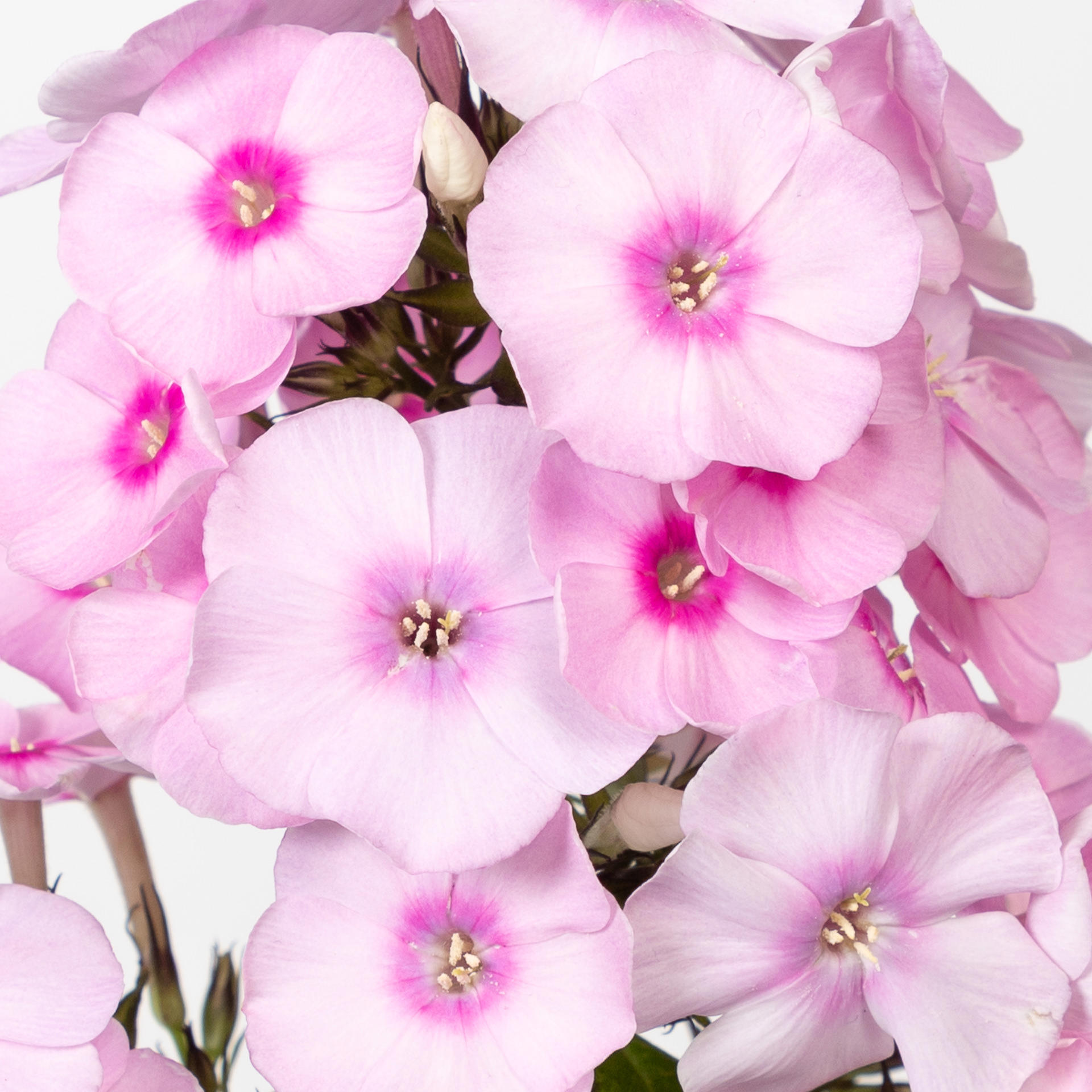 20x Phlox sweet lexy 60cm