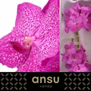16x Vanda nit.rosy 20cm