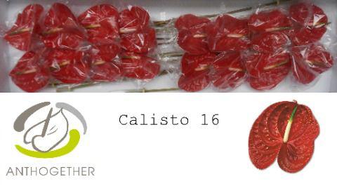 16x Anth.calisto 10cm