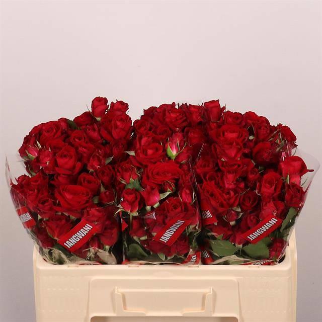 10x Rosa tr. dominica 50cm