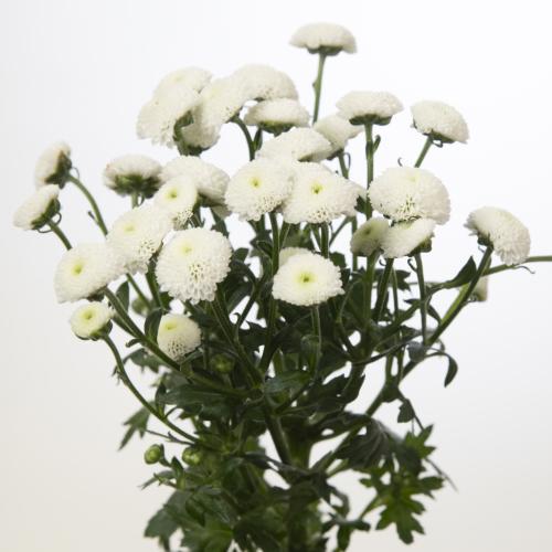 25x Chrysant san.madiba lumie white 50cm