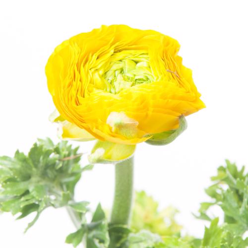 50x Ran.eleg.yellow 30cm