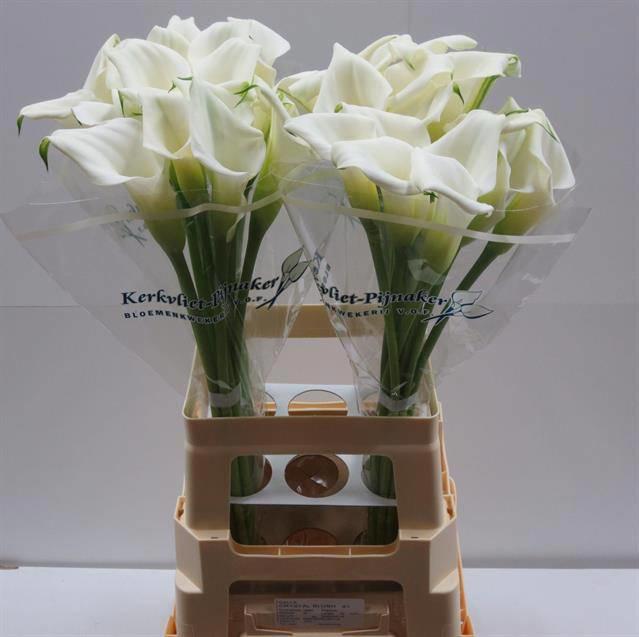 10x Zant.crystal blush 70cm