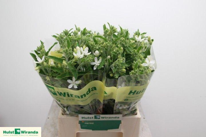 20x Oxypelatum alba 40cm