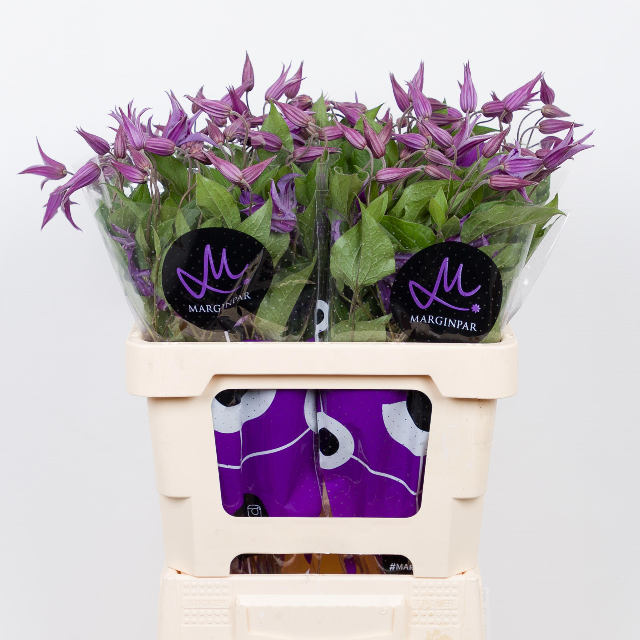 10x Clematis blue pirouette 60cm