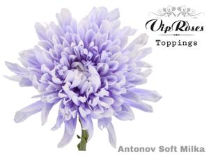 20x Chrysant antonov soft milka 60cm