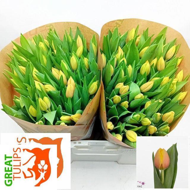 50x Tulipa marit en 40cm