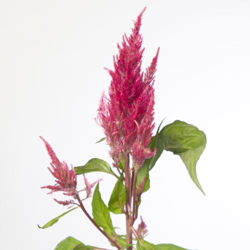 20x Cel.pl.royal pink 60cm