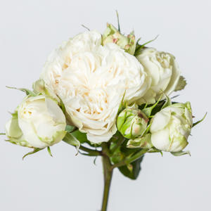 10x Rosa victorian wedding 70cm