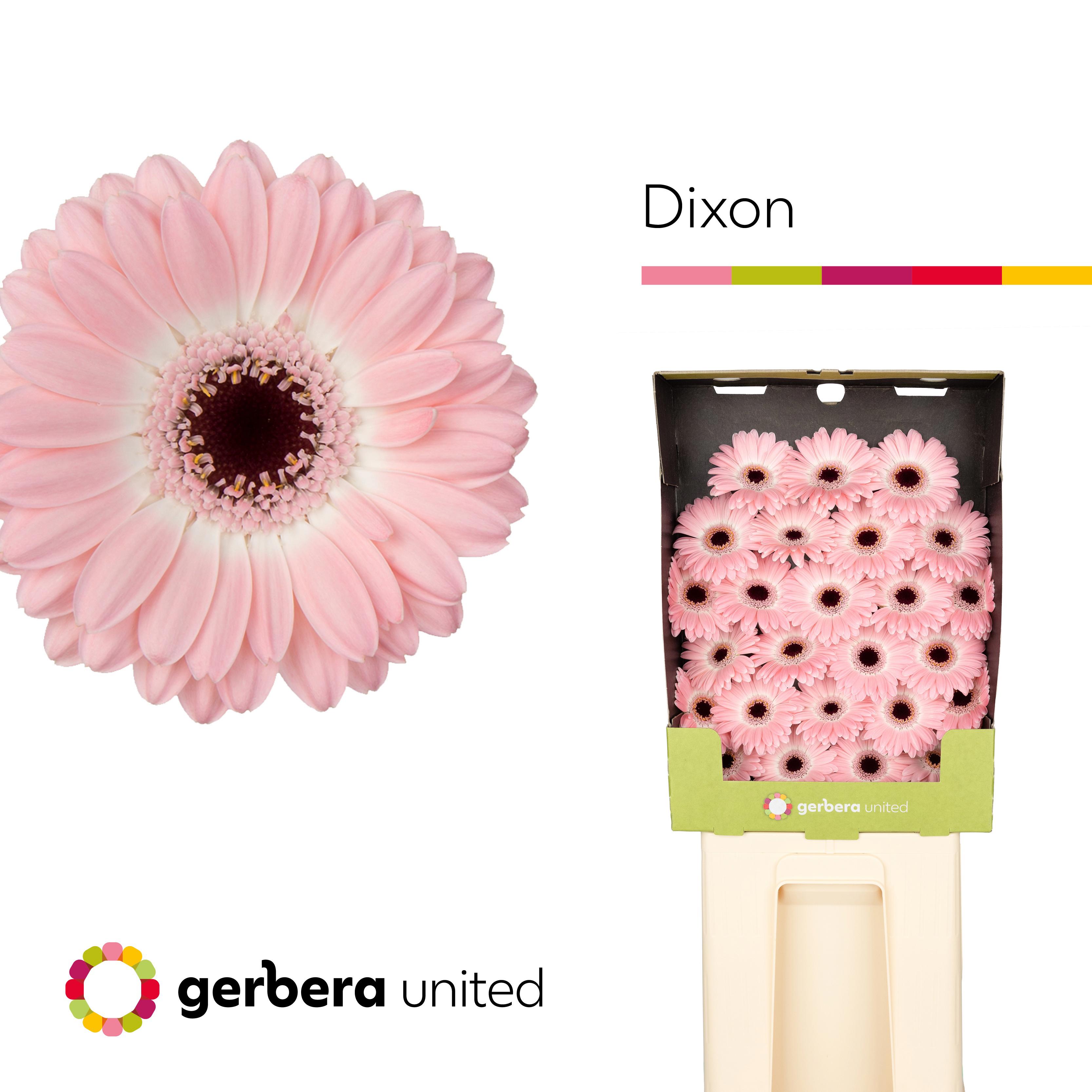 25x Germ.dixon 70cm