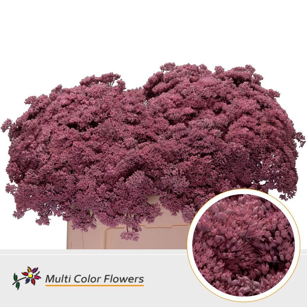 25x Sedum roze 50cm