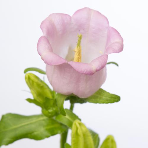 10x Camp.med.pearl pink 70cm