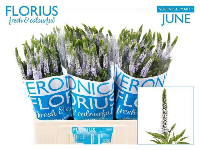 25x Veron.clea june 60cm