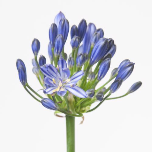 10x Agapanthus atlantic ocean 60cm