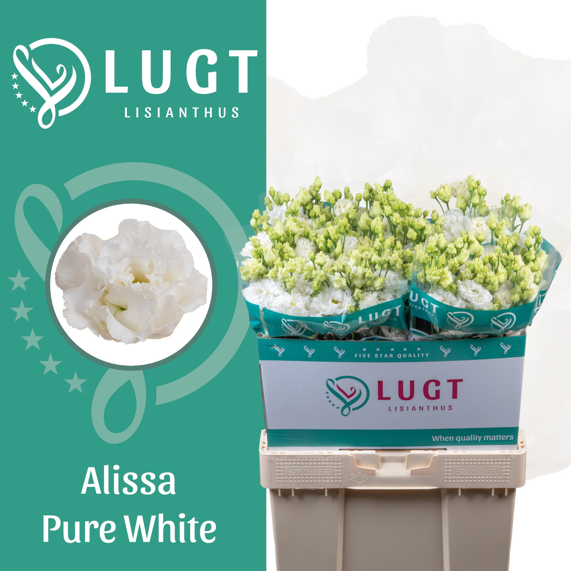 10x Eust.alissa pure white du 70cm