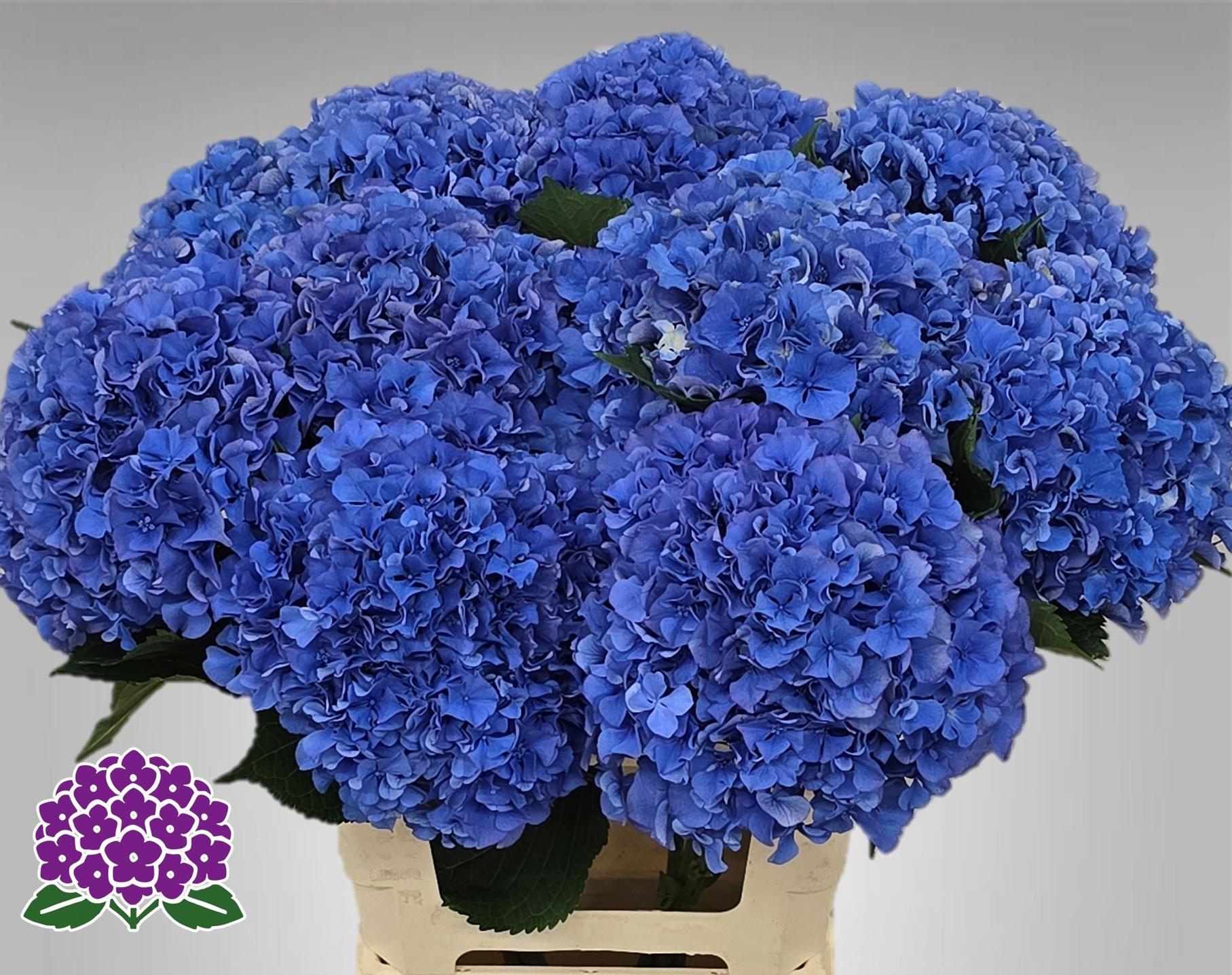10x Hydr.royal parade 60cm