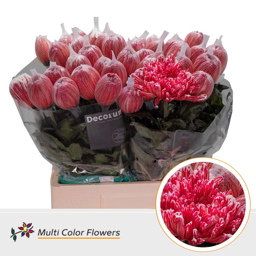 10x Chrysant antonov rood 70cm