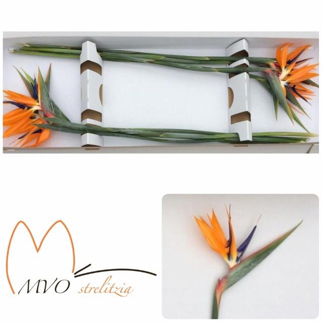 8x Strelitzia reginae 10cm