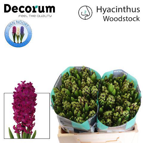 25x Hyac.woodstock 30cm