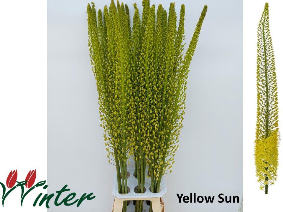 10x Eremur.shelford yellow sun 80cm