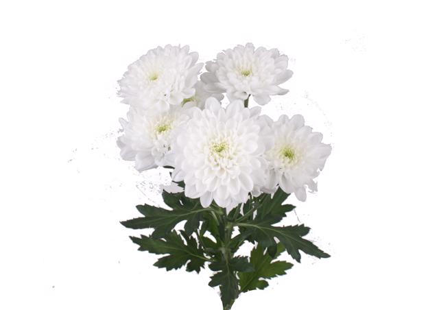 10x Chrysant altaj 70cm