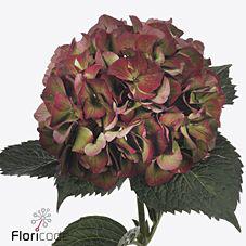 10x Hydr.mag.sweet ruby classic 60cm