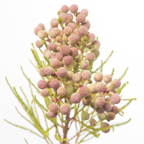 10x Pg berzelia lanuginosa 50cm